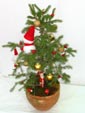 X-mas Cedar Tree