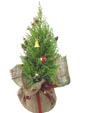 Warm Wishes