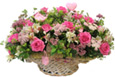 Tender Blooms
