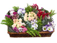 Mixed Garden