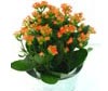 Other Flowering